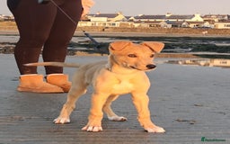 Lurcher dogs for sale: Lassie for sale 12 weeks old  - Image 3