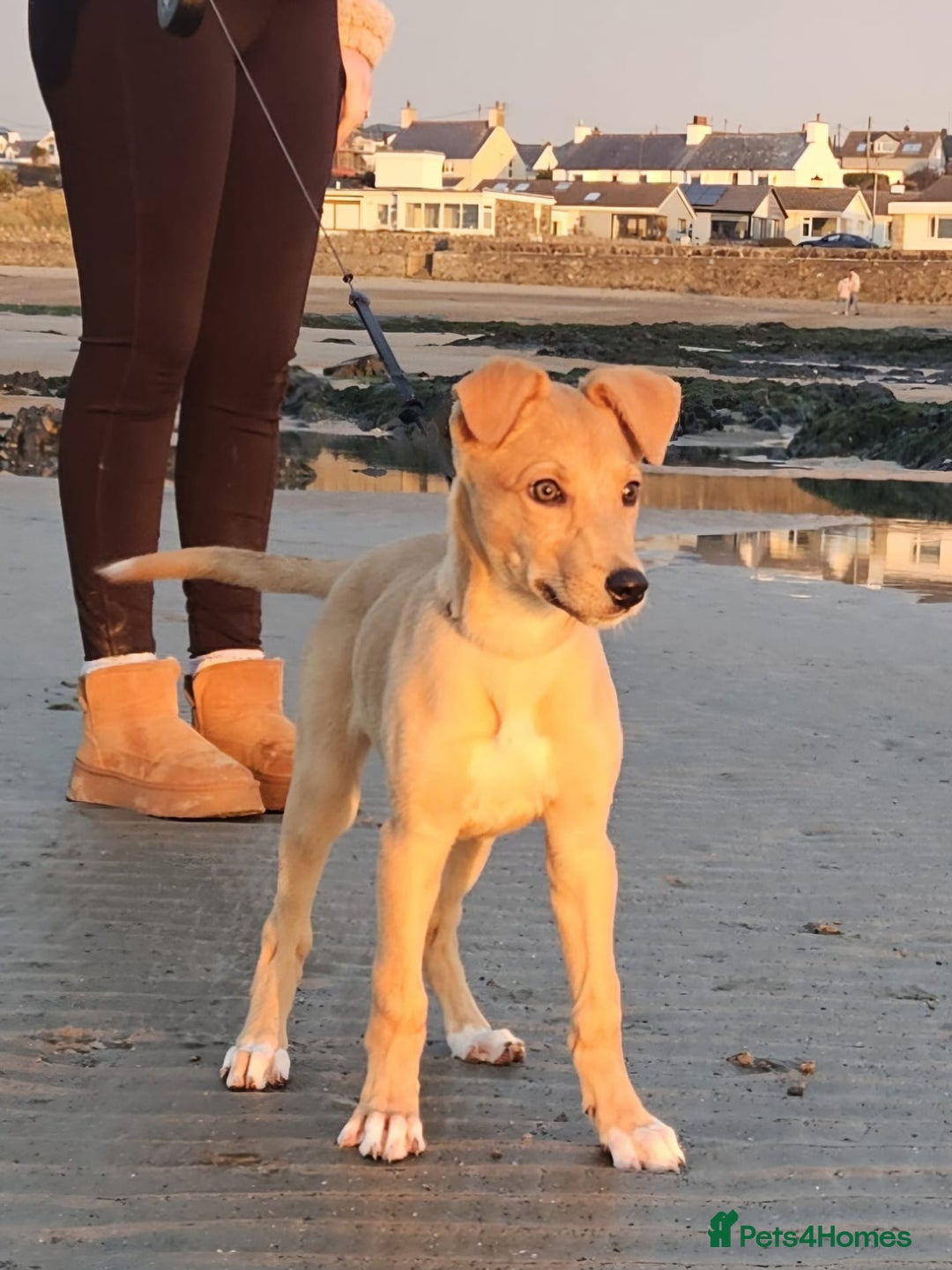 Lurcher dogs for sale: Lassie for sale 12 weeks old  - Image 3
