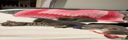 Mixed Breed cats for sale: Purrfectly adorable kittens - Advert 5
