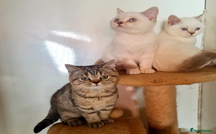 British Shorthair cats - Advert 12