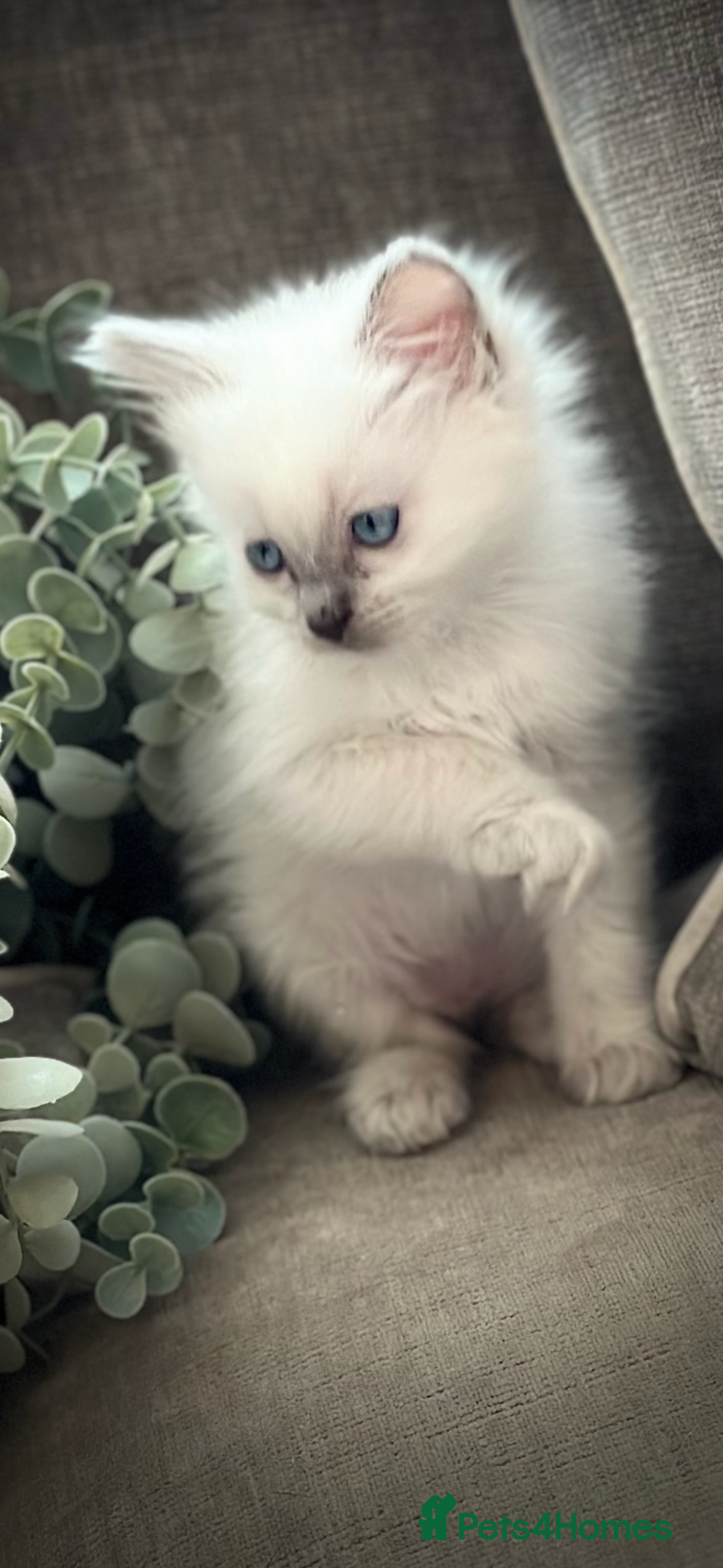 Ragdoll cats 💙 Stunning blue point boy 💙 - Advert 9