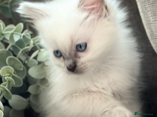 Ragdoll cats 💙 Stunning blue point boy 💙 - Advert 9