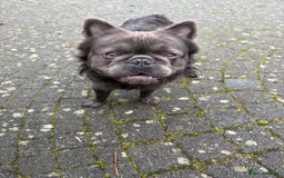 French Bulldog dogs for stud: Benjamin visually fluffy  - Image 3