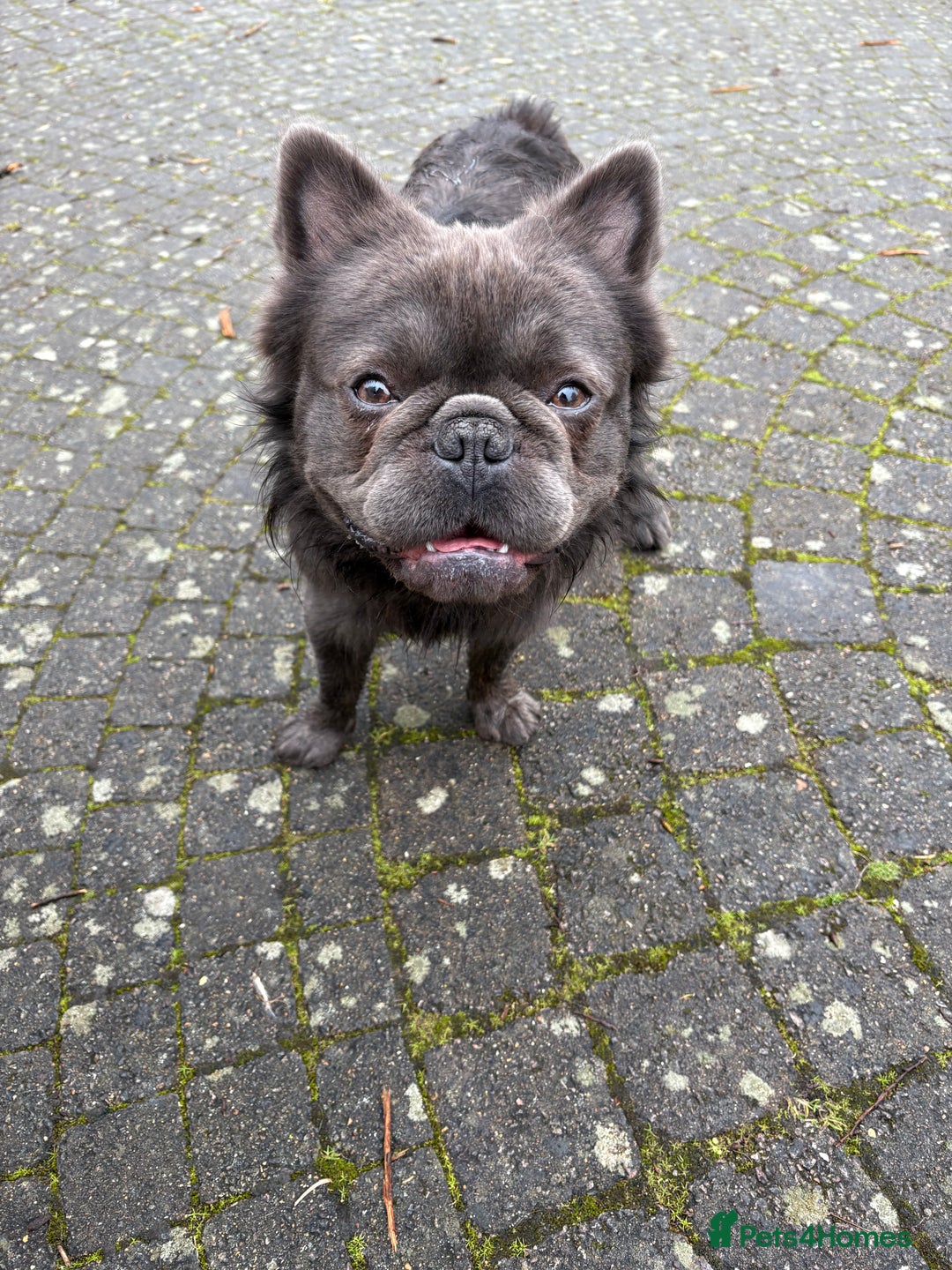 French Bulldog dogs for stud: Benjamin visually fluffy  - Image 3