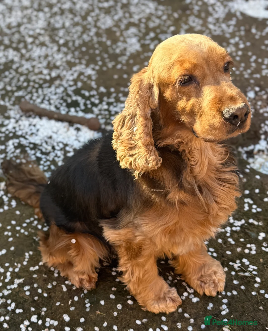 Cocker Spaniel dogs for stud: Outstanding fully health tested show cocker stud  - Advert 3