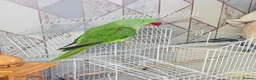 Parrots birds for sale: Alexander parrot  - Advert 2
