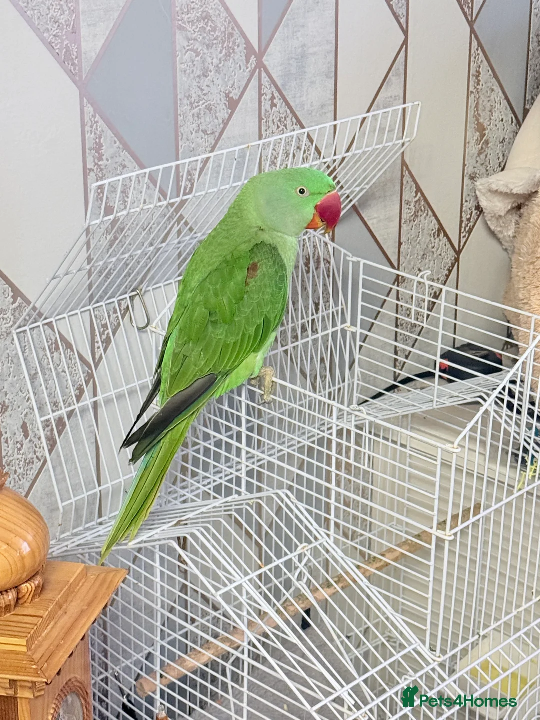 Parrots birds for sale: Alexander parrot  - Advert 2