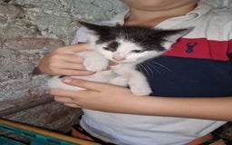 Mixed Breed cats for sale: Kittens ready now - Image 5