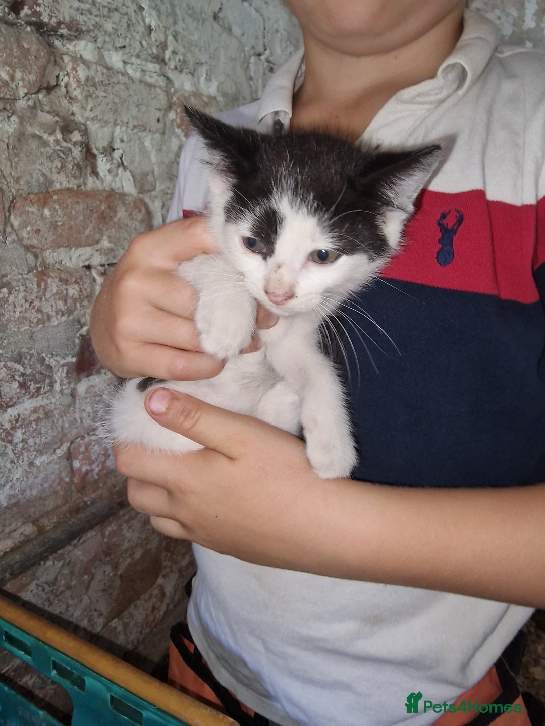 Mixed Breed cats for sale: Kittens ready now - Image 5