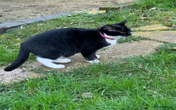 Mixed Breed cats for sale: Female black and white cat - Image 6
