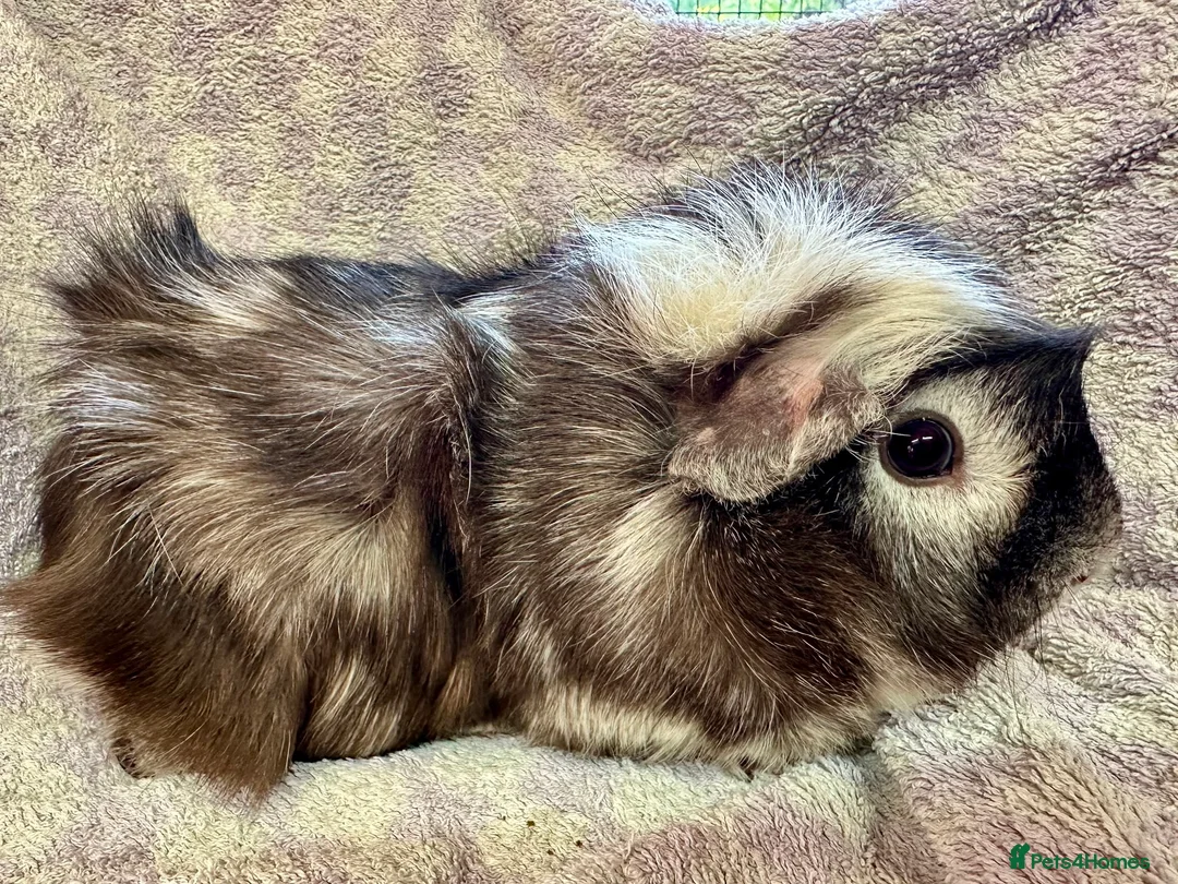 Guinea Pig rodents for sale: Beautiful Guinea Pigs Available - Advert 1