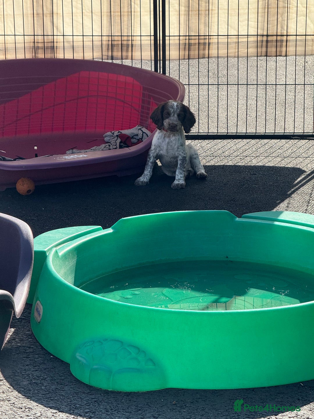 Cocker Spaniel dogs for sale: READY FOR NEW HOMES CAN LEAVE homes health tested  - Image 31