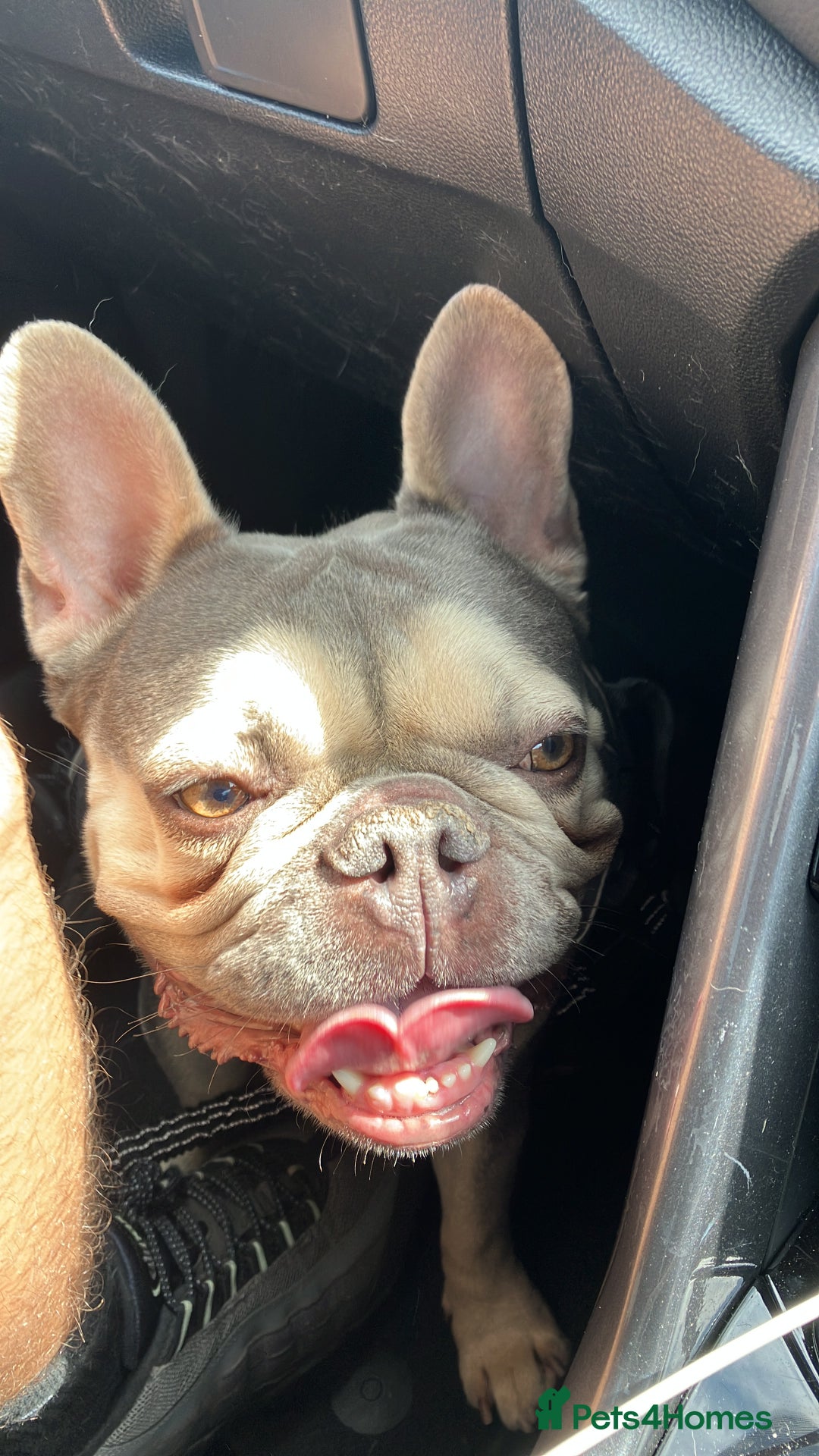 French Bulldog dogs for sale: 3 Year Old French Bulldog For Rehoming - Image 3