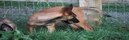 Belgian Shepherd Dog dogs for sale: Pups from world champion CHANCE - Advert 32