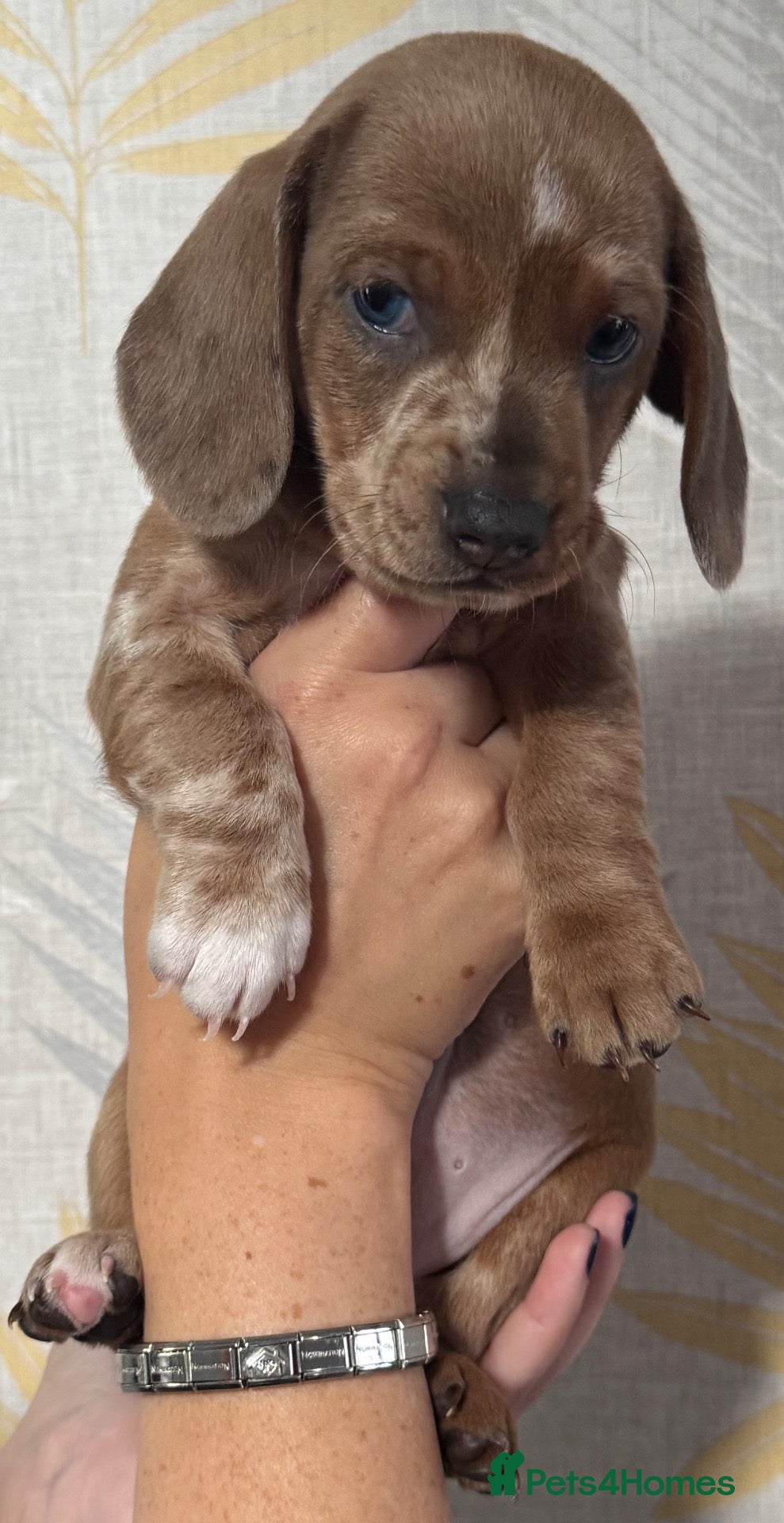Dachshund dogs Dachshund puppies - Advert 1