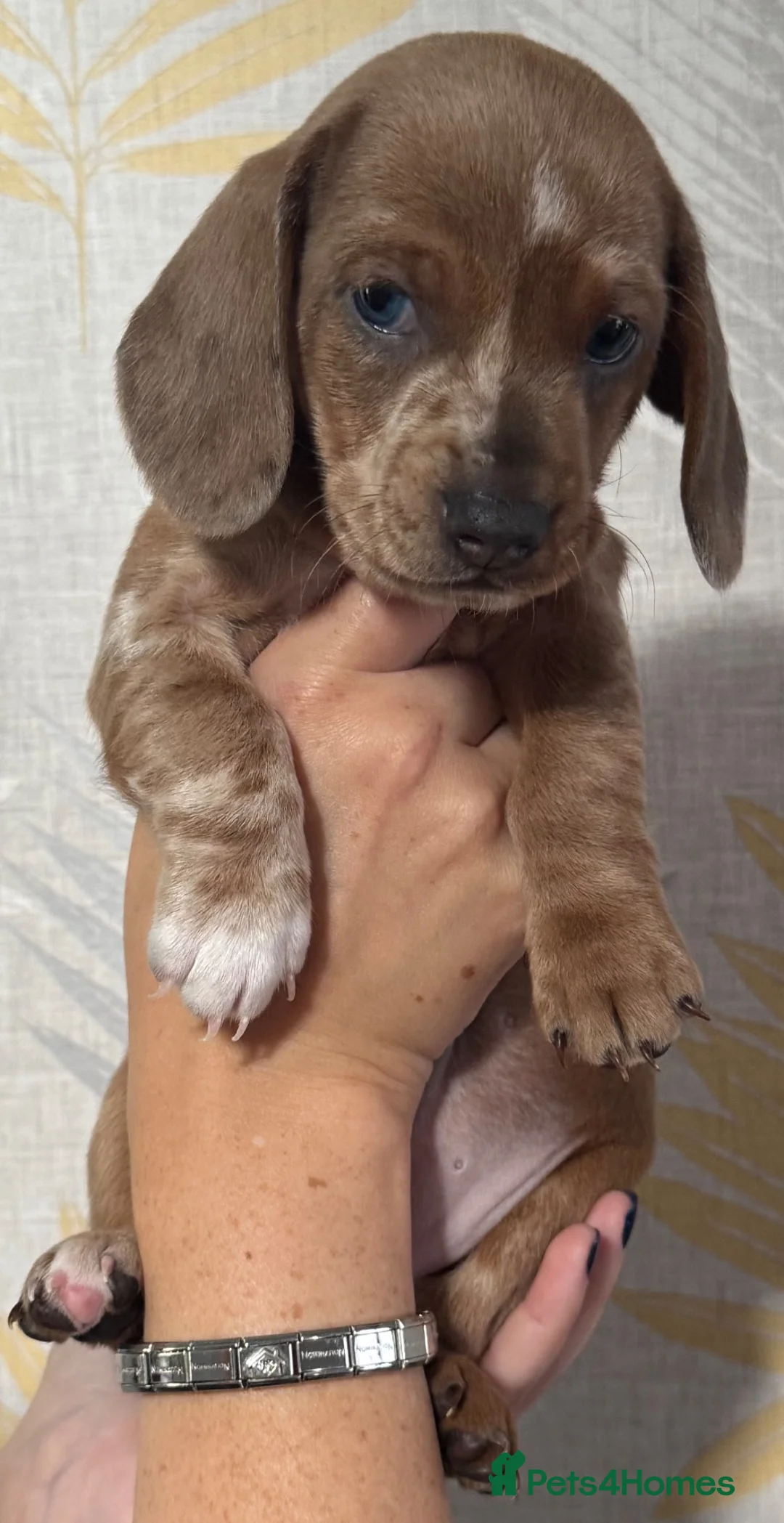 Dachshund dogs for sale: Dachshund puppies - Advert 1