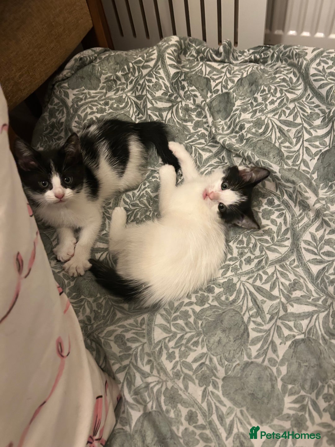 Mixed Breed cats for sale: Five kittens adorable for sale  - Advert 4