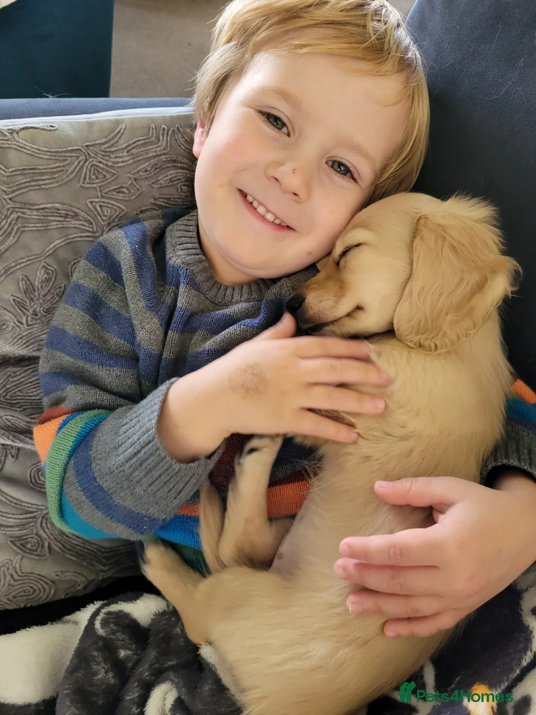 Miniature Dachshund dogs for sale: KC long haired cream female mini dax - Advert 2