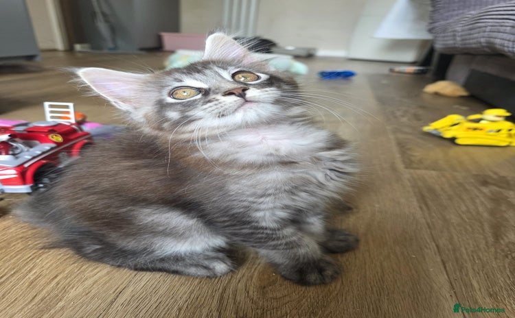 Maine Coon cats - Advert 12