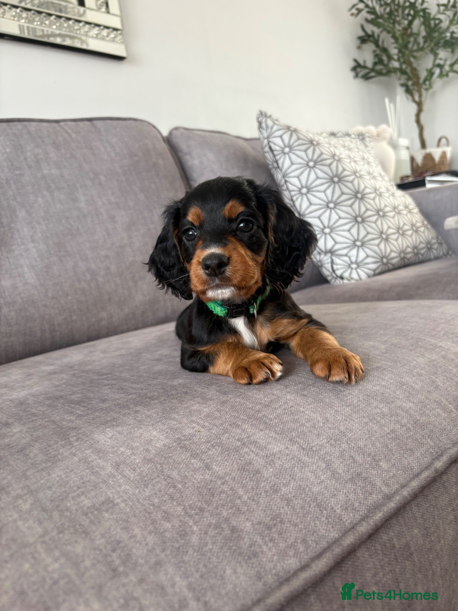 Cocker Spaniel dogs Beautiful tri coloured cocker spaniel pups   - Advert 1