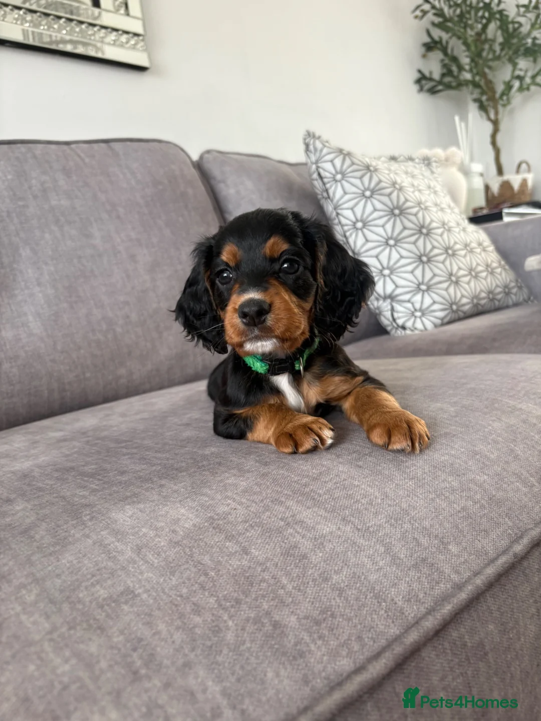 Cocker Spaniel dogs for sale: Beautiful tri coloured cocker spaniel pups   - Advert 1
