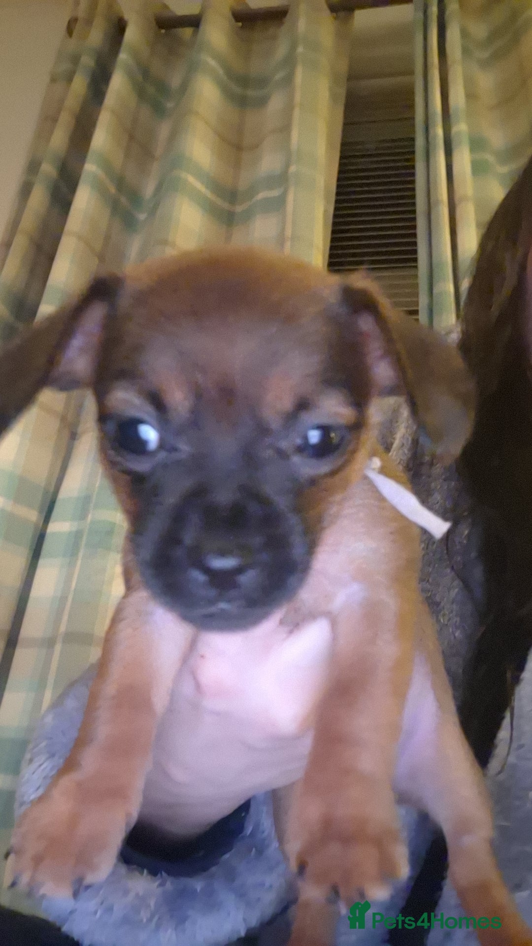 Mixed Breed dogs for sale: 🐾 Gorgeous Mixed-Breed Puppies – 🐾 - Advert 2