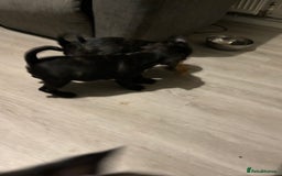 Frug dogs for sale: 4 Male Frugs, Available now! - Image 12