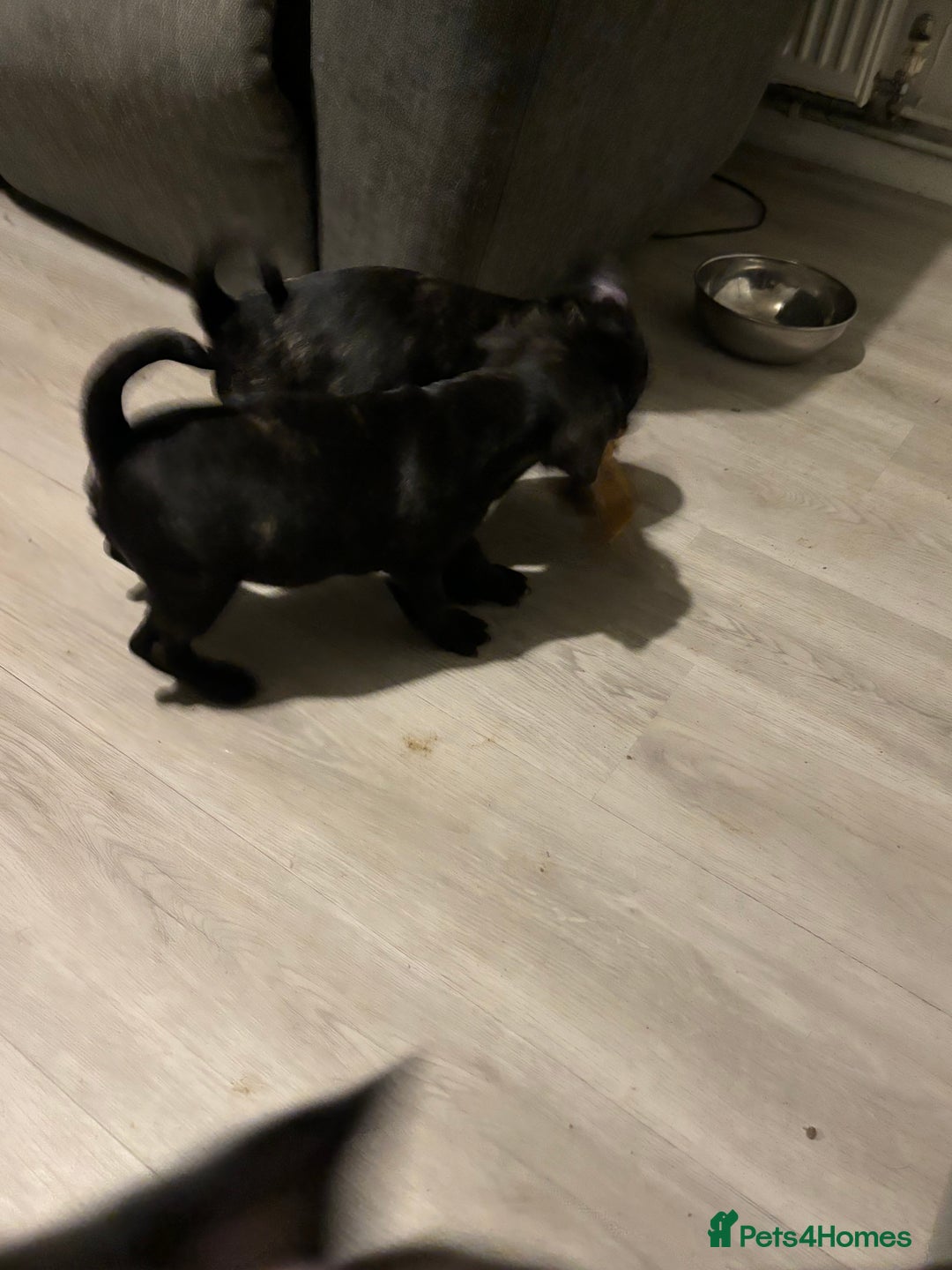 Frug dogs for sale: 4 Male Frugs, Available now! - Image 12