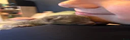 Siamese cats for sale: BSH X Lilac Point Siamese  - Advert 7