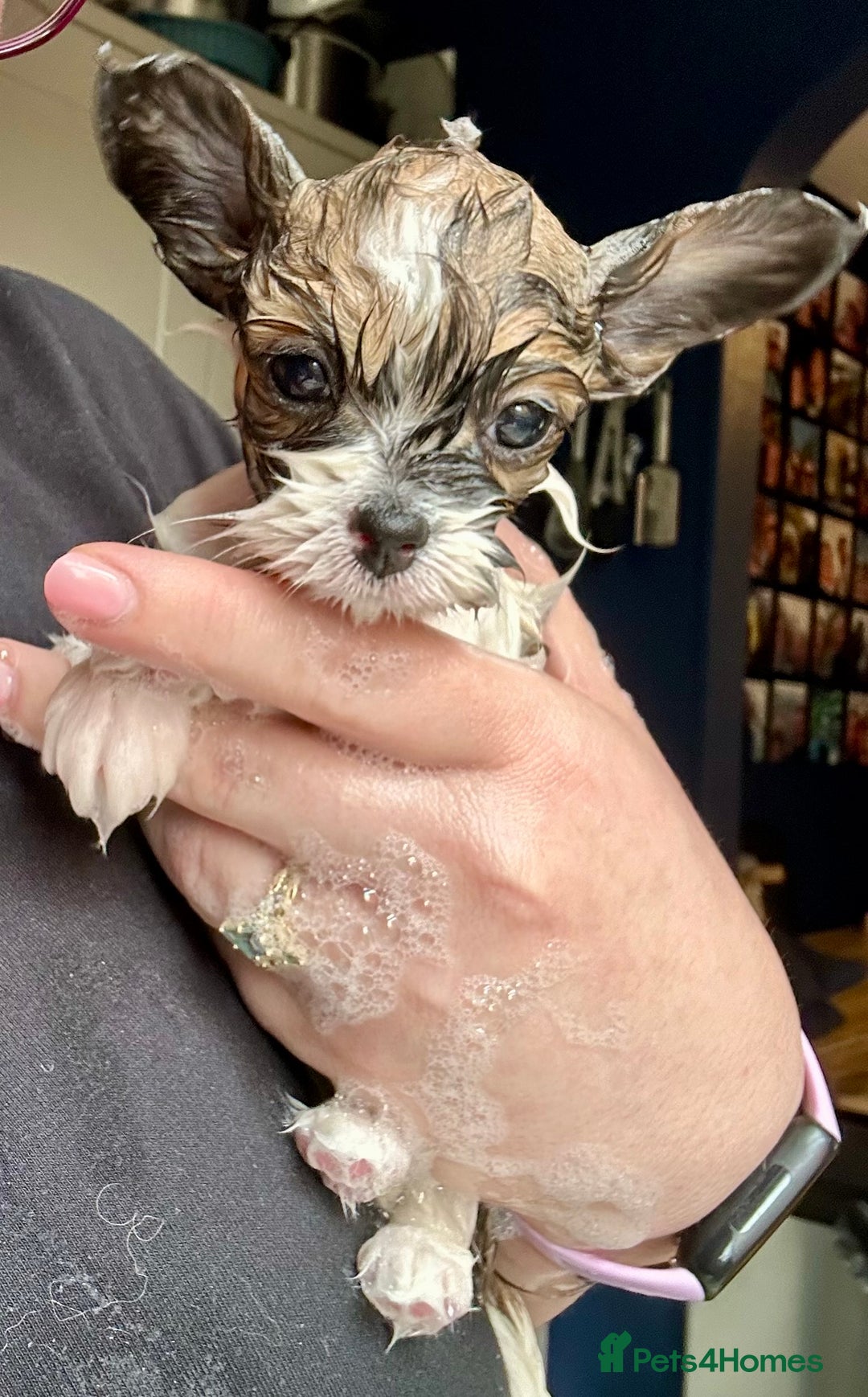 Papillon dogs for sale: 1 beautiful papillon girl puppy for sale - Image 3