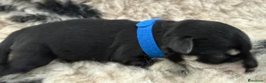 Miniature Schnauzer 1