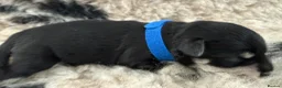 Miniature Schnauzer dogs for sale: Beautiful miniature schnauzers - Advert 5