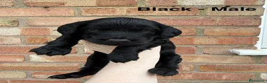 Cockapoo Black