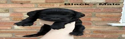 Cockapoo dogs for sale: 6 beautiful miniature cockapoos  - Advert 10