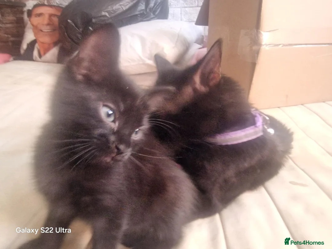 Mixed Breed cats for sale: 5 kittens ready for their forever homes in Kettering - Advert 18