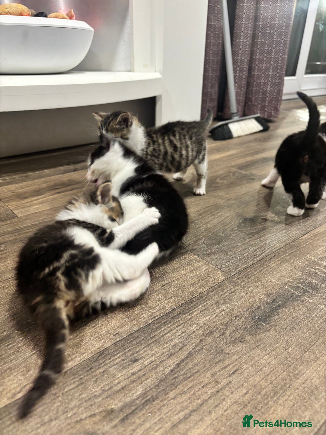 British Shorthair cats for sale: Four hand reared kittens Please read the info - Advert 16