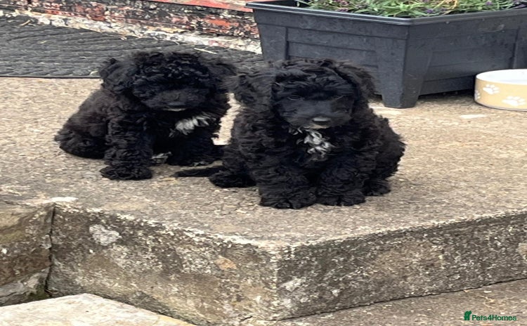 Bordoodle dogs - Advert 1
