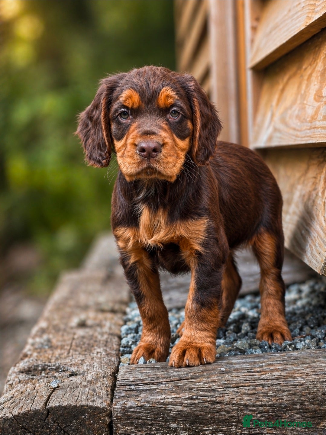 Cocker Spaniel dogs Beautiful Chocolate Tan Female  - Advert 4