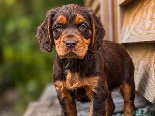 Cocker Spaniel dogs Beautiful Chocolate Tan Female - Advert 4