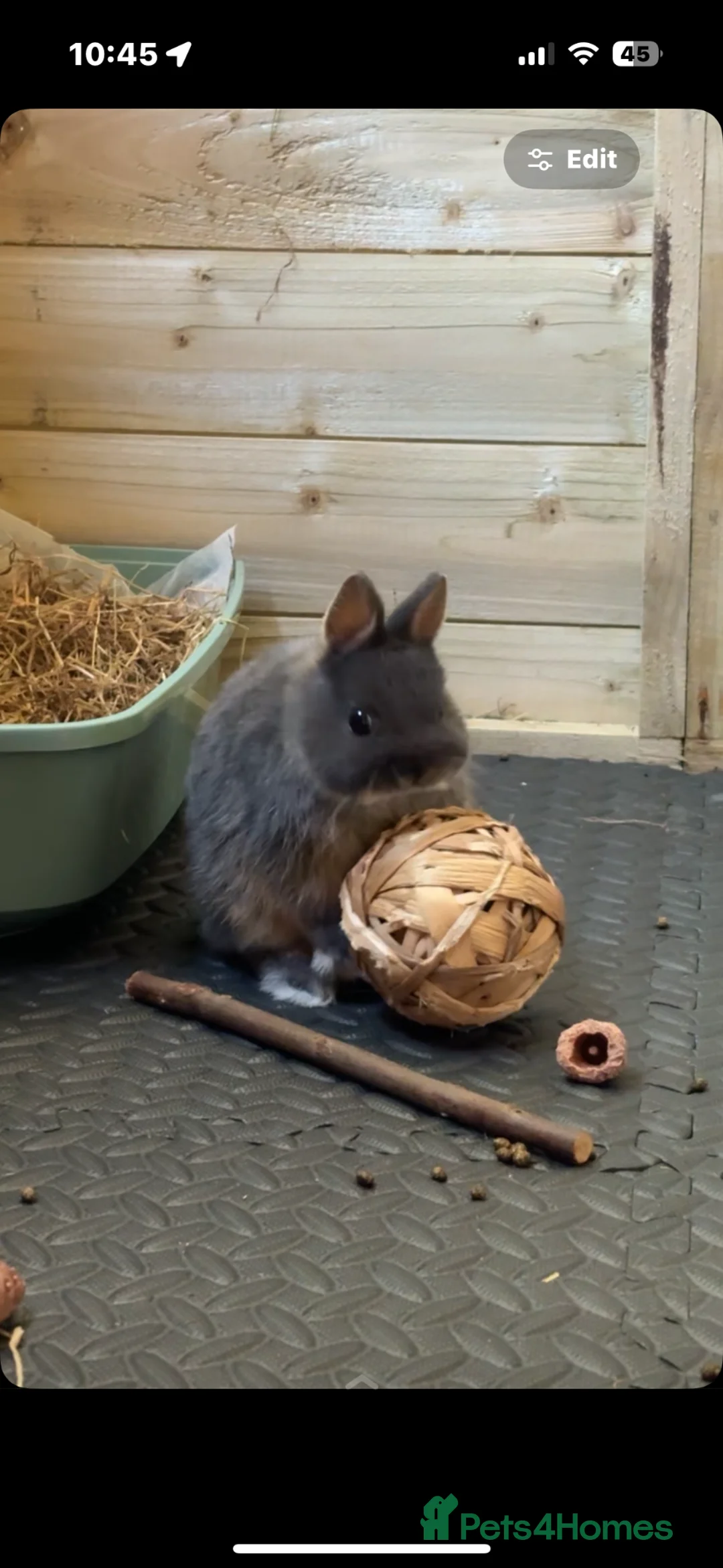 Netherland Dwarf rabbits for sale: Blue Otter Netherland Dwarf - Advert 2