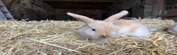 Mini Lop rabbits for sale: 🐰 Adorable Mini Lop Baby Rabbits 🐰 - Advert 9