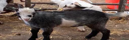 Goats livestock for sale: Selection of goats for sale  - Advert 5