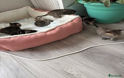 Mixed Breed cats for sale: 🐾 7 Adorable Kittens Looking for Loving Homes 🐾 - Image 2