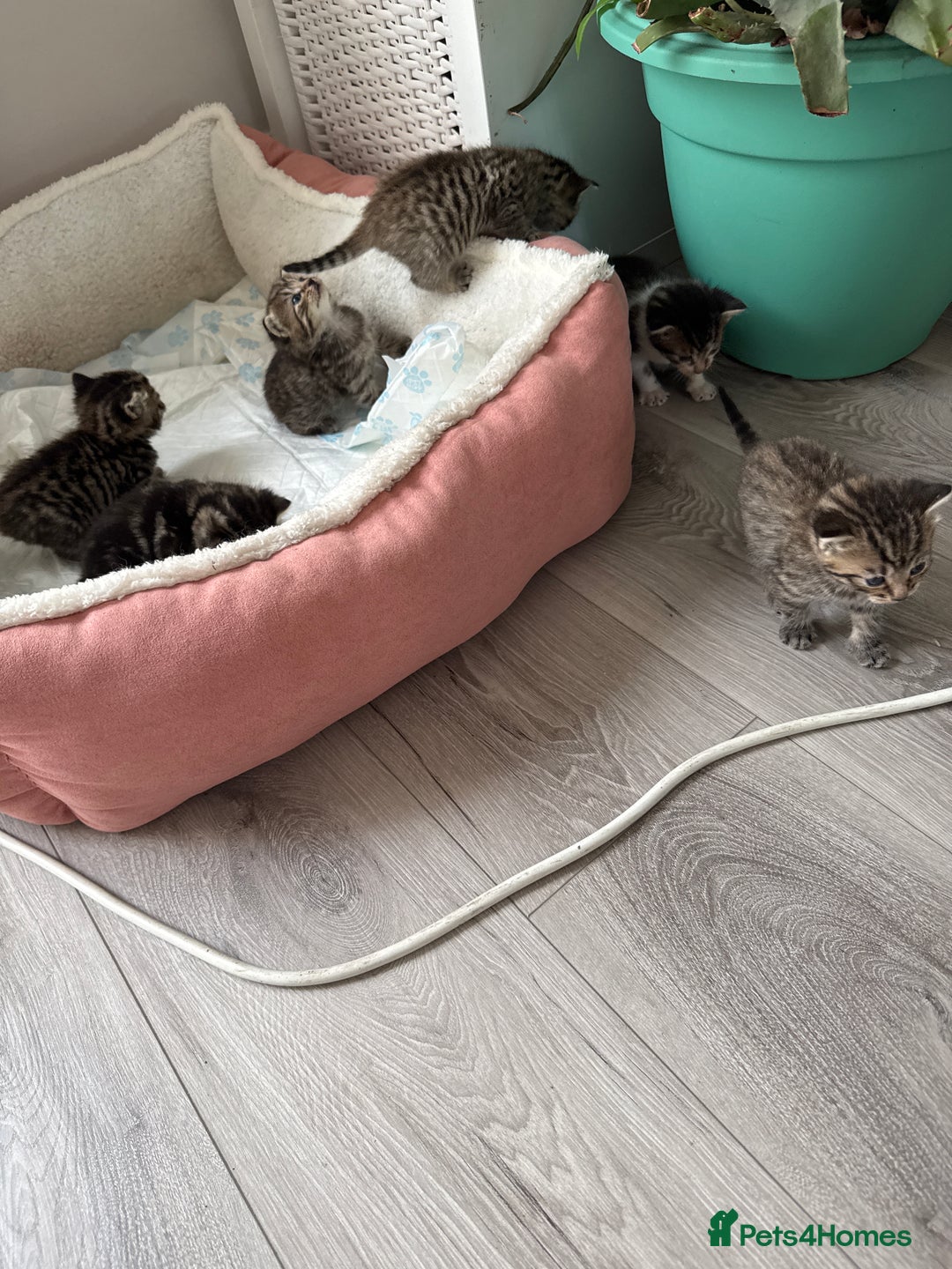 Mixed Breed cats for sale: 🐾 7 Adorable Kittens Looking for Loving Homes 🐾 - Image 2
