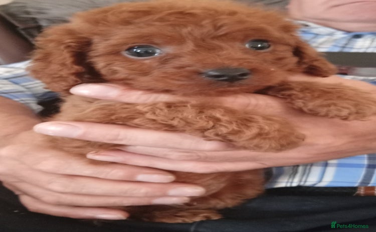 Cavapoo dogs - Advert 4