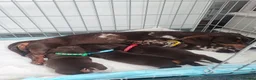 Miniature Dachshund dogs for sale: Beautiful miniature dachshund  - Advert 2