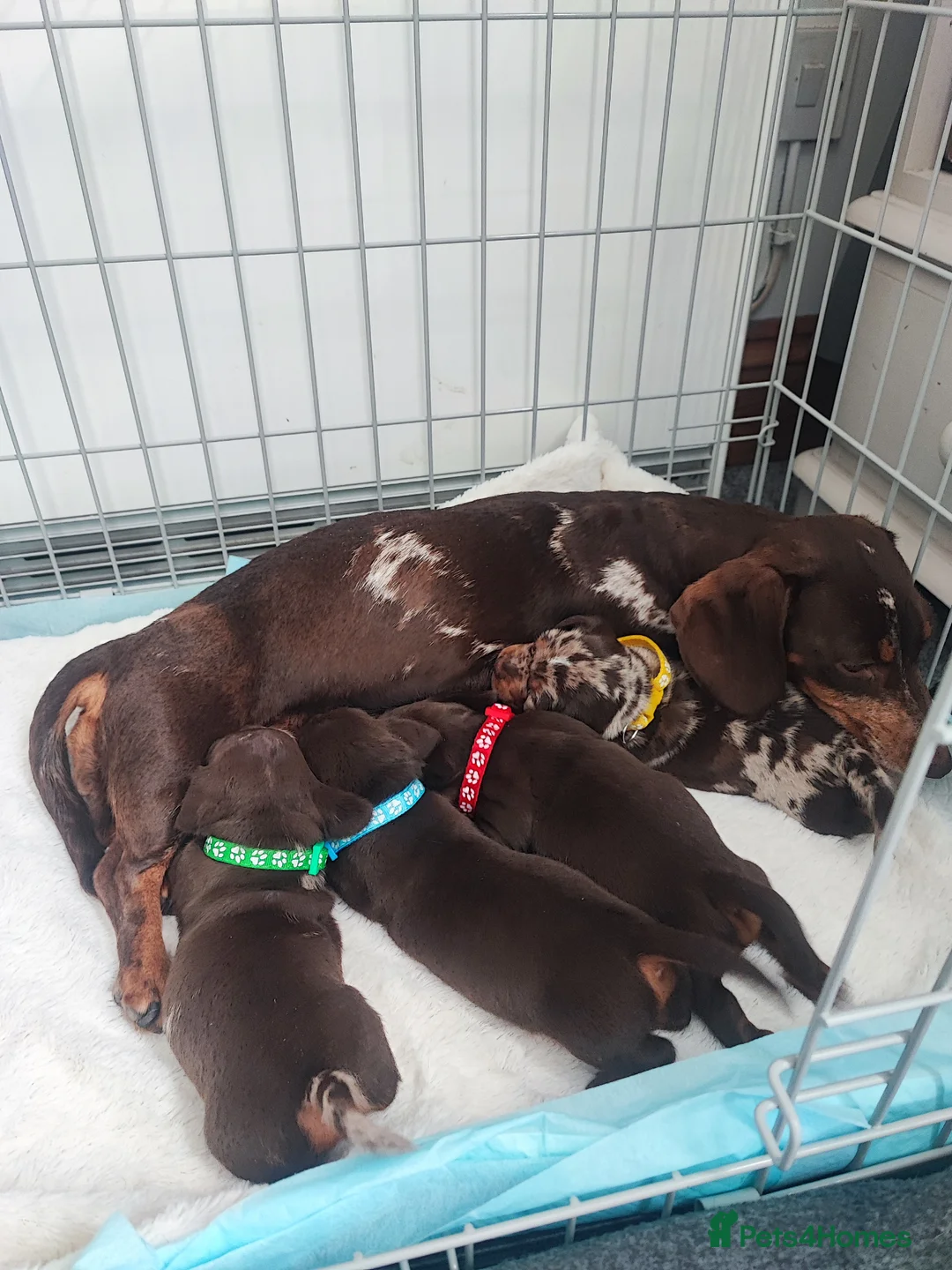Miniature Dachshund dogs for sale: Beautiful miniature dachshund  - Advert 2
