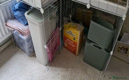 Guinea Pig rodents for sale: 3 Guinea Pigs and full set up - Image 6