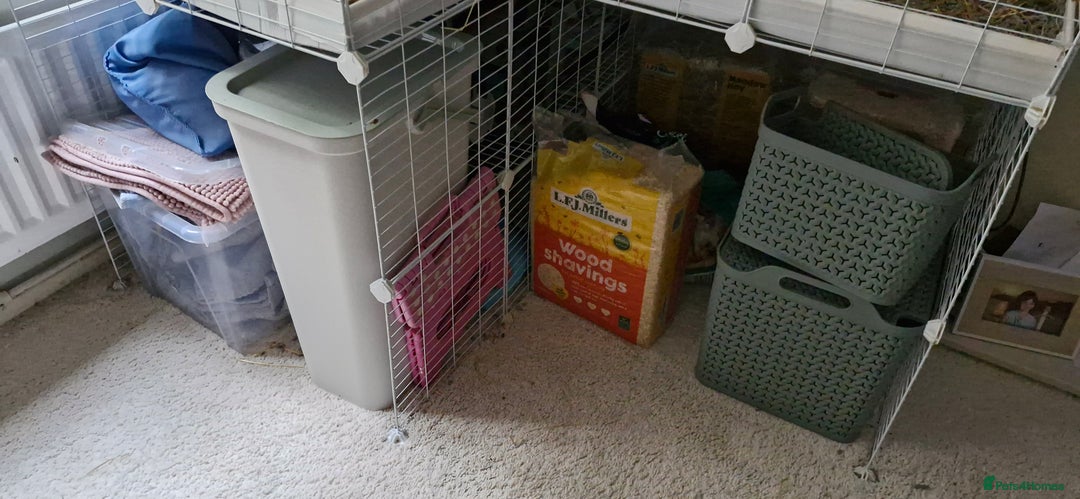 Guinea Pig rodents for sale: 3 Guinea Pigs and full set up - Image 6