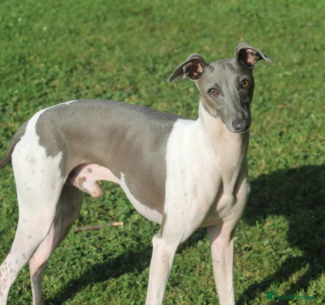 Italian Greyhound dogs for sale: SIX ITALIAN MALE PUPPIES AVAILABLE ✨ - Advert 5